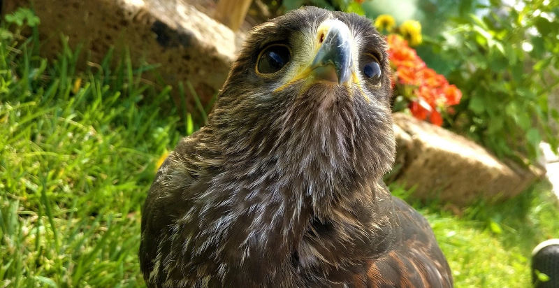 Falconeria a Malcesine sul Lago di Garda con falchi e aquile in volo 