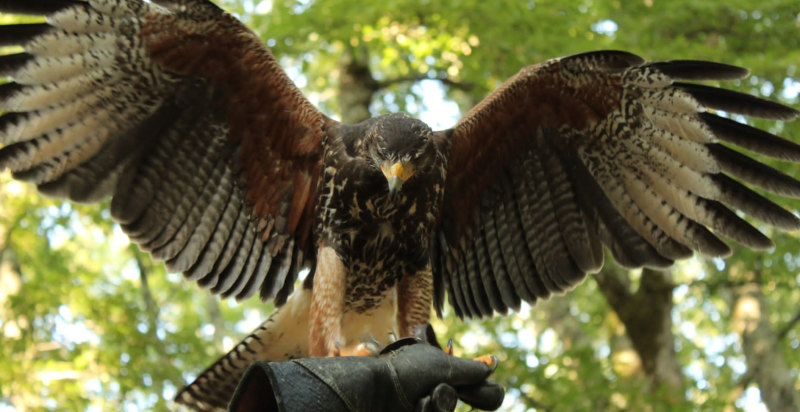 Falconiere interagisce con un rapace durante l'esperienza di falconeria a Vetralla