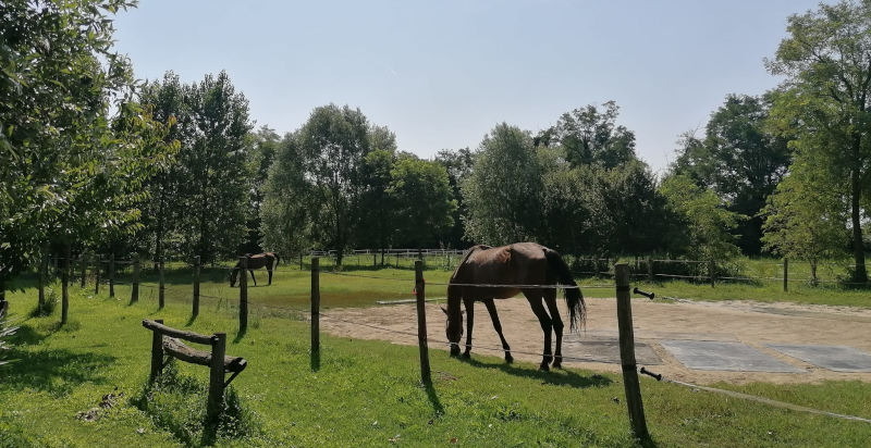 Esperienza immersiva in un ranch a Bosaro con cavalli e vita quotidiana