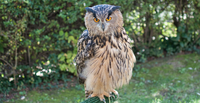 Esperienza di falconeria a Manoppello, Pescara