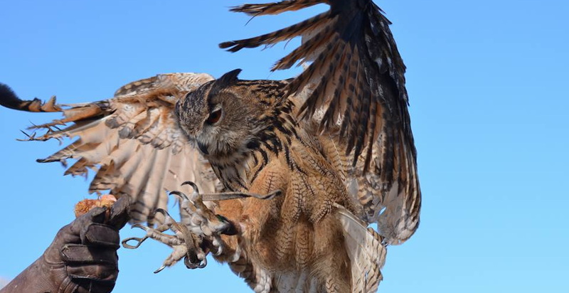 Esperienza di falconeria a Civita nel Parco Nazionale del Pollino