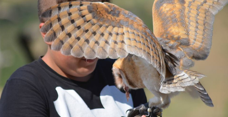 Interazione tra falconiere e barbagiani nel Parco Nazionale del Pollino
