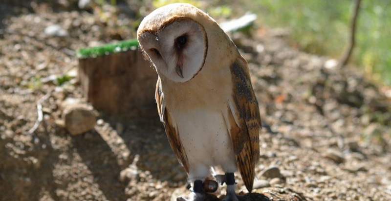 Bellissimo rapace durante l'esperienza di Falconeria in Calabria