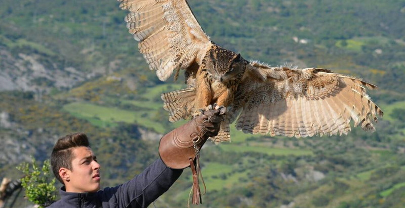Falconiere in azione con un'aquila nel Parco Nazionale del Pollino
