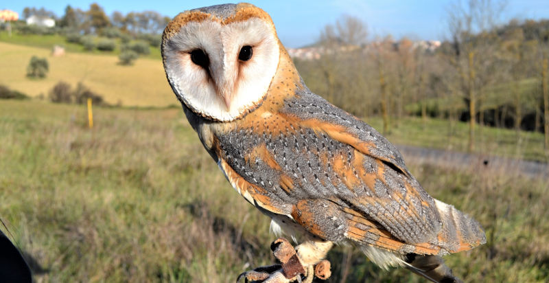 falconeria-pescara-manoppella