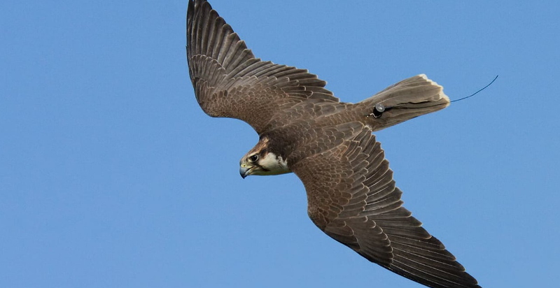 Falconeria Predappio