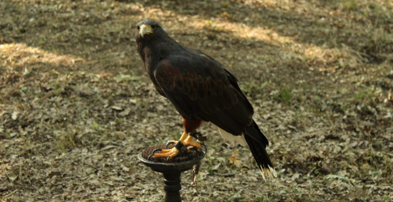 Emozione della falconeria nel Bosco di S. Angelo a Vetralla, Viterbo