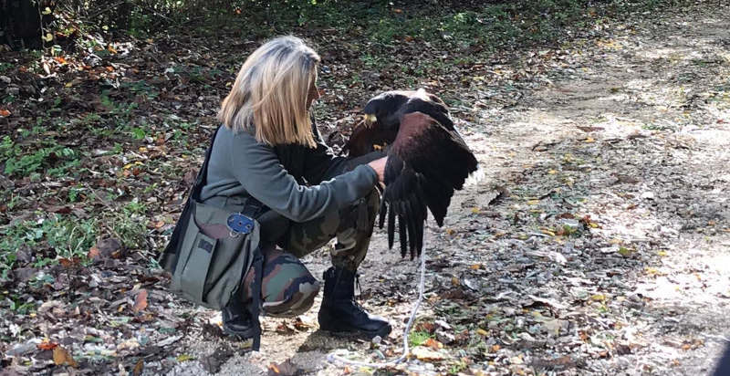 Giornata di falconeria a Vetralla, Viterbo