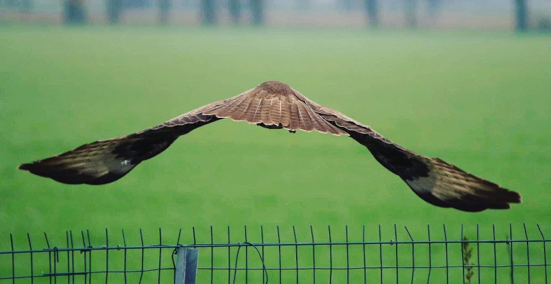 Dimostrazione di volo di un rapace nella falconeria di Vicenza