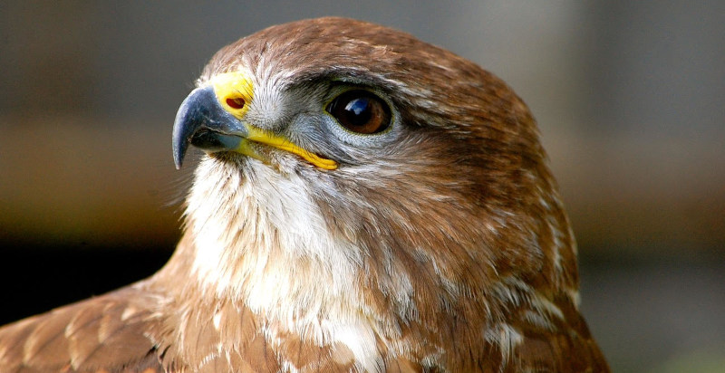 Osservazione ravvicinata di un rapace nel parco della Villa di Montruglio
