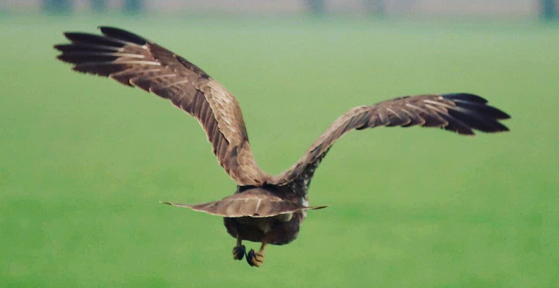 Ambiente naturale della falconeria nel parco a Vicenza