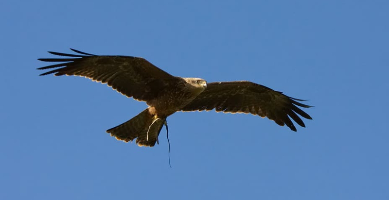 Falconiere Emilia ROmagna