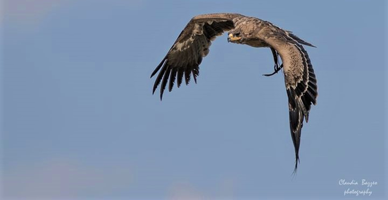 volo di un’aquila reale in una valle vicino Udine