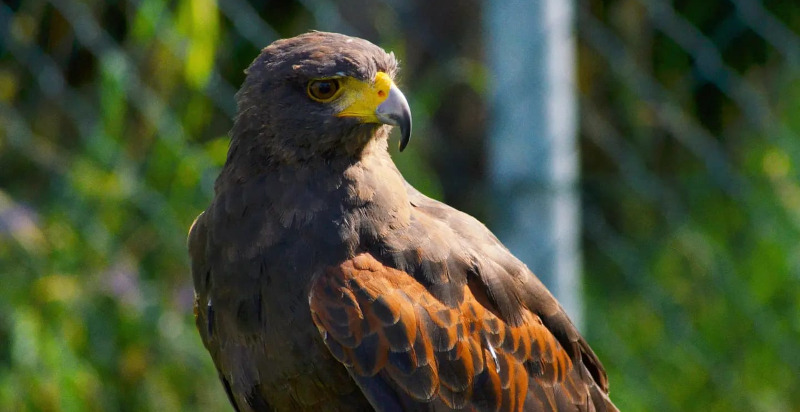 Falconeria a Malcesine sul Lago di Garda con rapaci in volo
