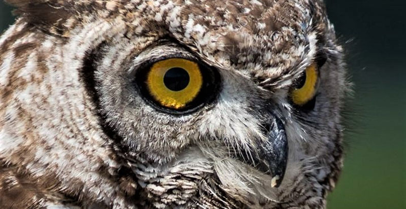 Rapace appollaiato su un ramo durante una sessione di falconeria