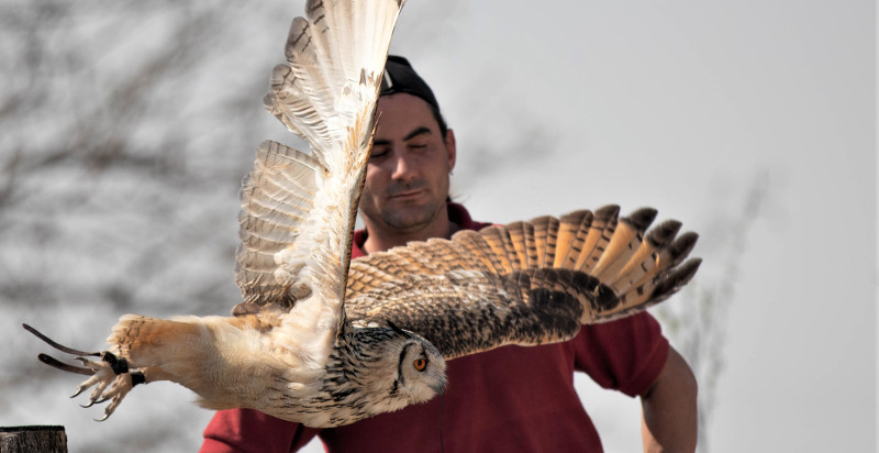 Falconiere con rapace in volo durante uno spettacolo di falconeria