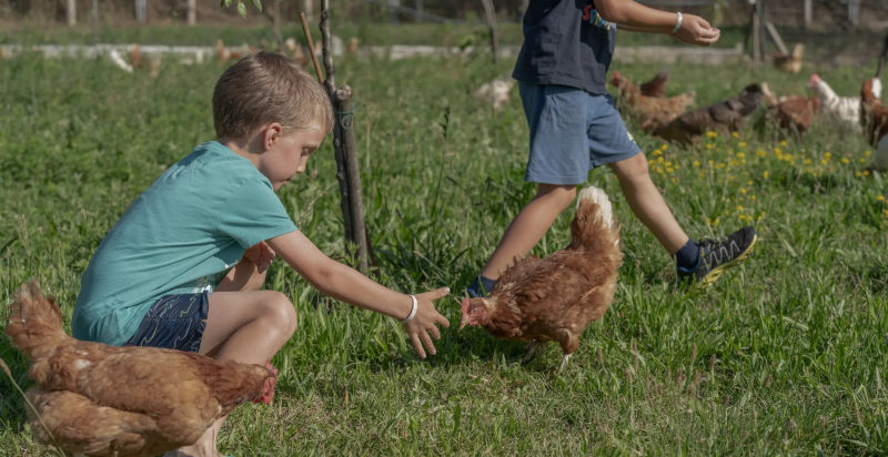 Attività didattiche per bambini nella fattoria di Arco
