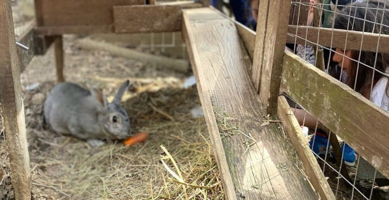 ecinto con coniglietti in un ambiente naturale