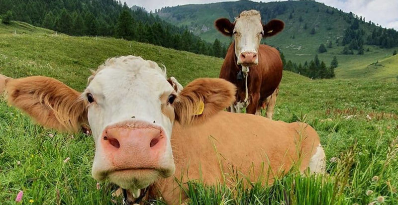 Allevamento di mucche nella fattoria didattica di Arco