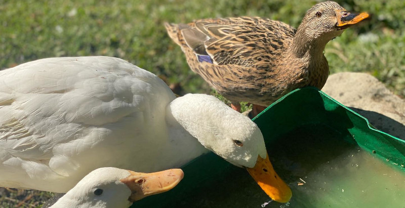 Incontro ravvicinato con animali in un ambiente rurale autentico