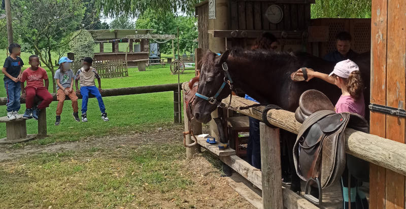 Bambini accudiscono cavallo