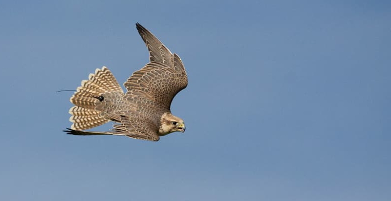 Giornata di falconeria Emilia Romagna
