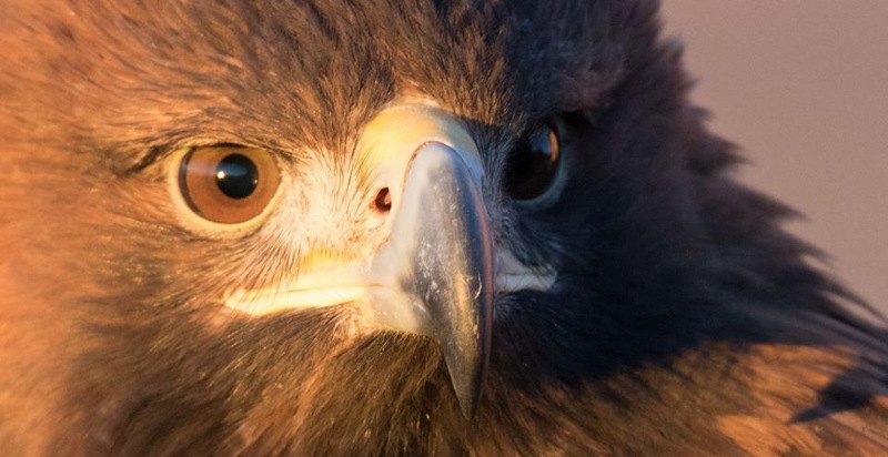 Giornata falconeria Emilia