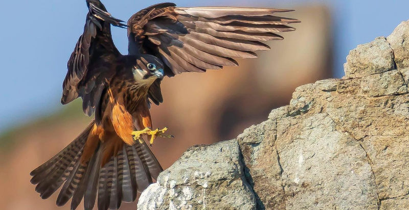 Affascinante falco in volo a Mossano, Vicenza