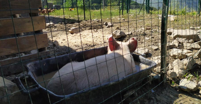 Esperienza educativa in fattoria didattica per bambini