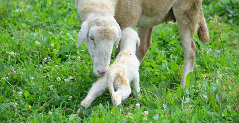 Visita al pascolo delle pecore in fattoria didattica Piemonte