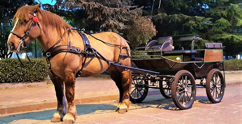 Esperienza di charme con passeggiata in carrozza in Sicilia