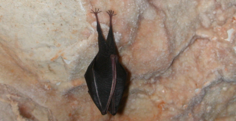 Mistero e bellezza delle grotte del Gargano