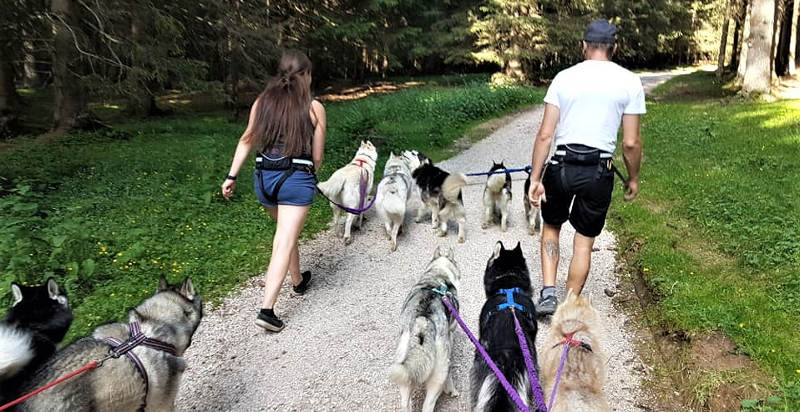 Dog Trekking in Alto Adige – Un'esperienza unica con i cani da slitta