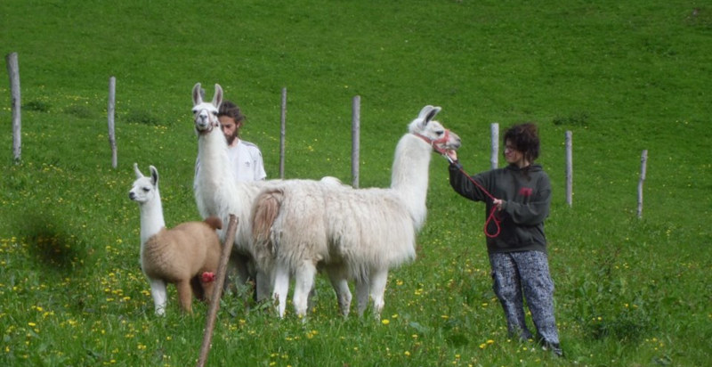 Lama trekking in Lombardia