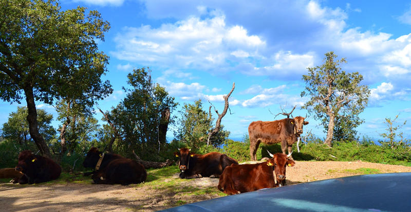 Escursione siciliana tra flora e fauna dei Nebrodi
