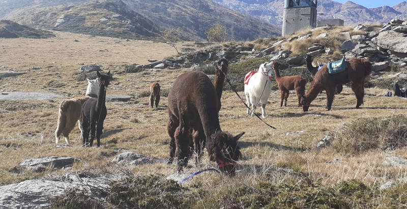 Passeggiata con lama e alpaca in Valchiusella tra natura e panorami mozzafiato