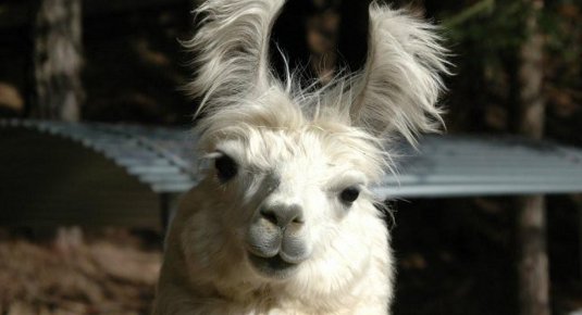 Escursione con lama per bambini e adulti in Alto Adige