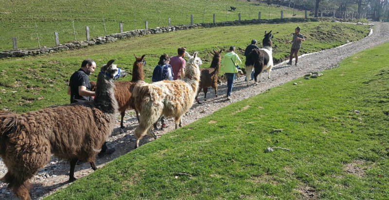  Escursionisti che camminano con lama sui sentieri di Lombardia