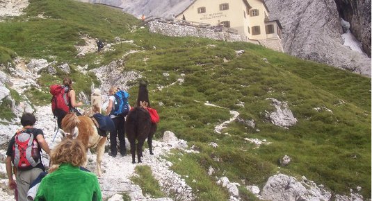 Passeggiata nella natura con i lama a Nova Levante