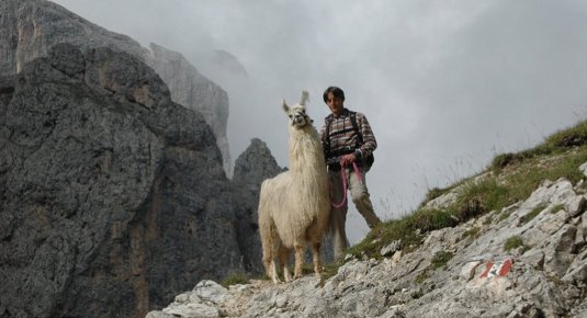 Trekking con i lama in Alto Adige tra panorami mozzafiato