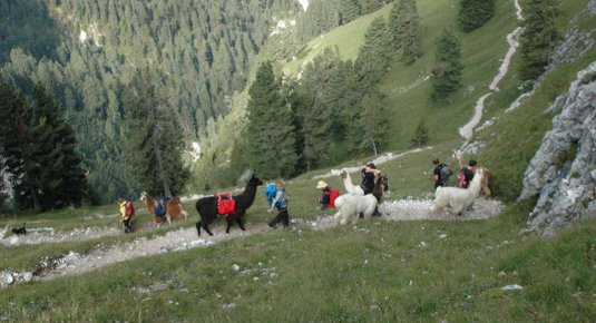 Esperienza di trekking con lama per famiglie in Alto Adige