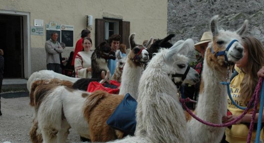 Tour guidato con lama sulle montagne dell'Alto Adige