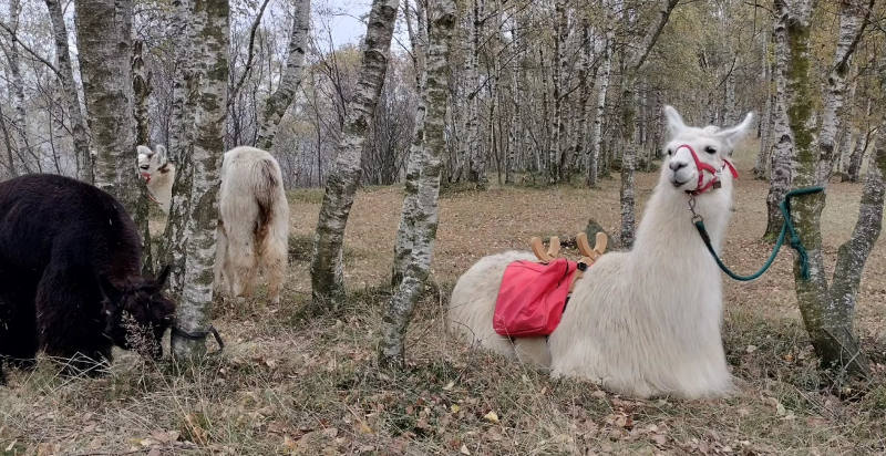 Esperienza unica con lama e alpaca nella natura della Valchiusella