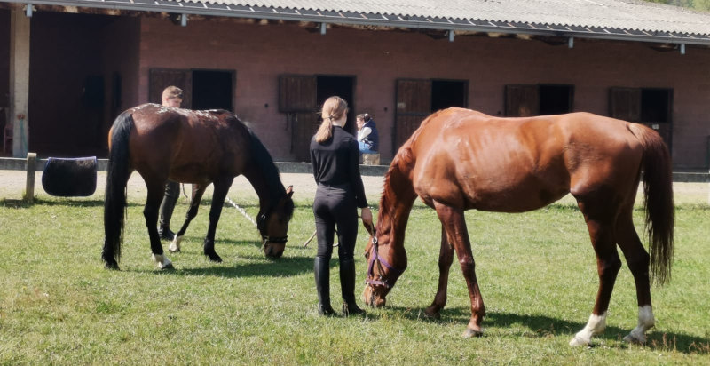 Esperienza a cavallo nella natura vicino Biella