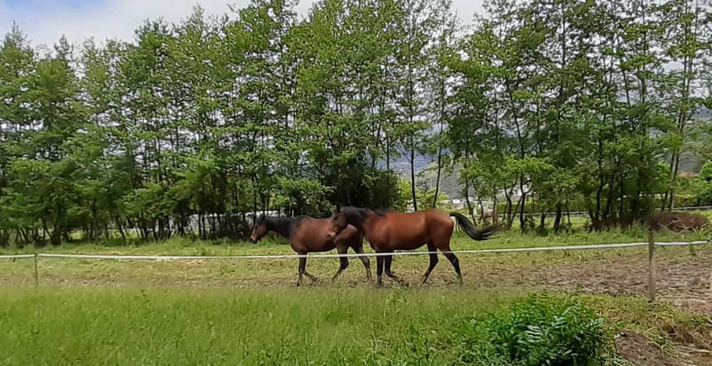 Maneggio immerso nella natura della Toscana con cavalli addestrati per lezioni