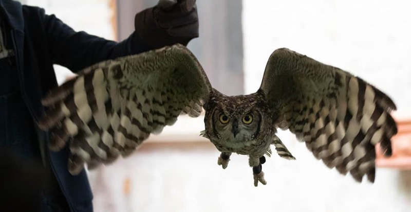 manoppello-falconeria-pescara