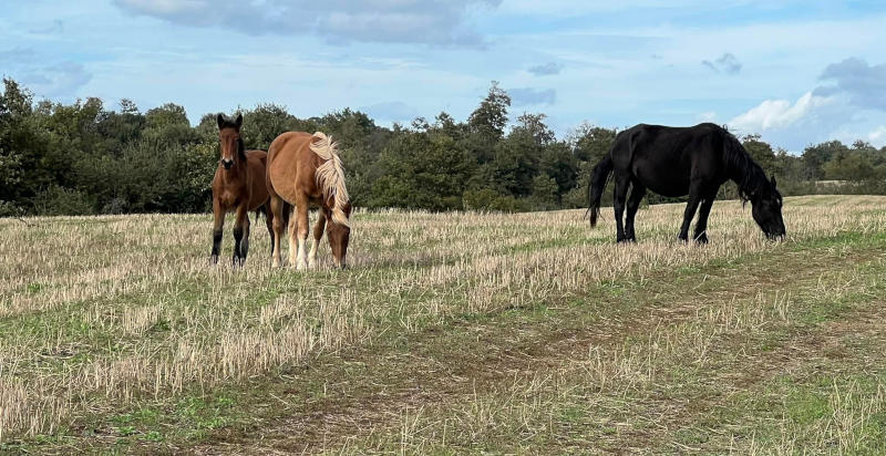 avventura in quad a Bracciano tra boschi e vallate