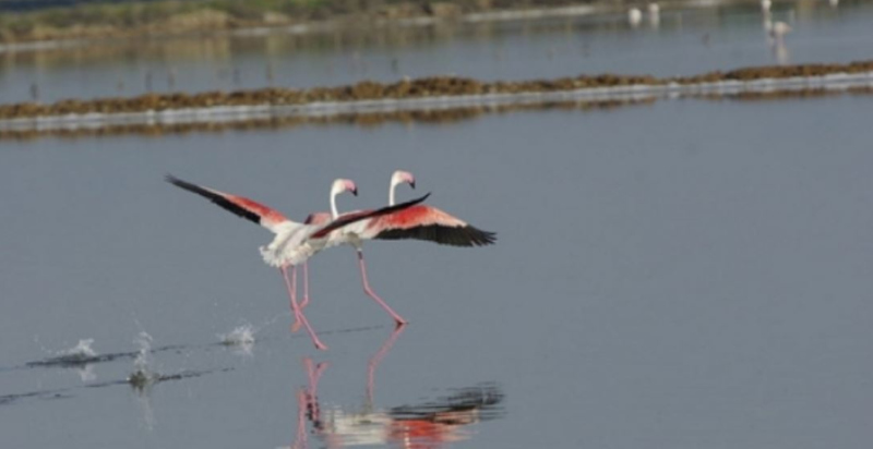 City tour in bicicletta all'oasi dei fenicotteri rosa di Cagliari