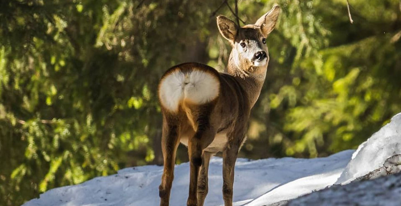 ossana-trentino-bushcraft