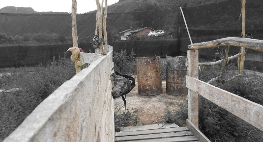 gioca-paintball-bolano